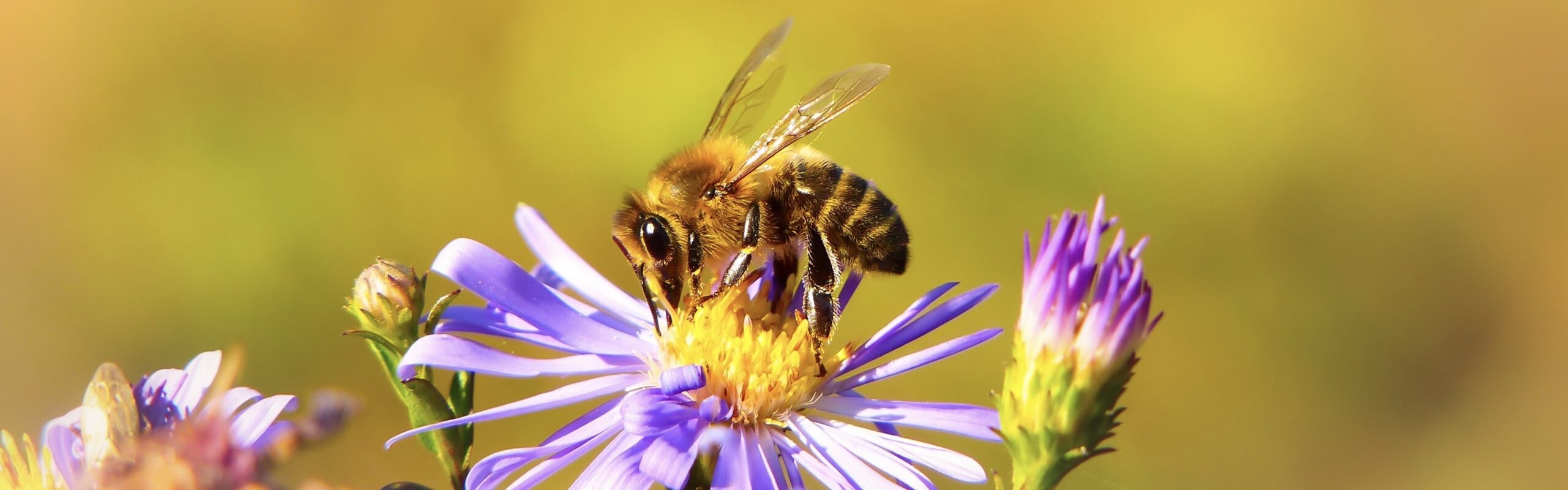 bee on flowers