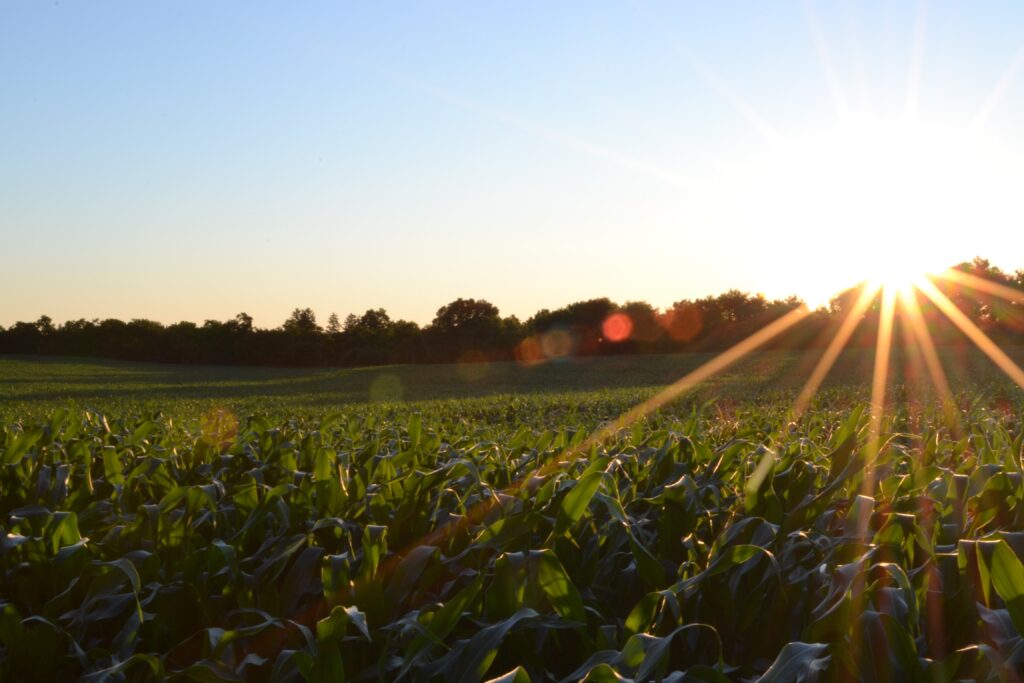crops